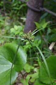 Attēlu rezultāti vaicājumam “Cyperaceae”