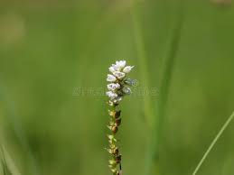 Attēlu rezultāti vaicājumam “Bistorta vivipara”