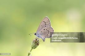 Attēlu rezultāti vaicājumam “Maculinea teleius underside”