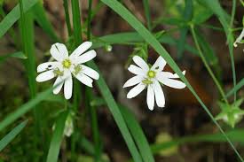 Attēlu rezultāti vaicājumam “Stellaria holostea fruit”