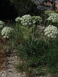 Attēlu rezultāti vaicājumam “Laserpitium latifolium”