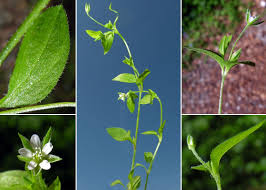 Attēlu rezultāti vaicājumam “Moehringia trinervia”