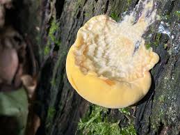 Attēlu rezultāti vaicājumam “Laetiporus sulphureus”