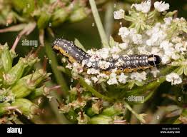 Attēlu rezultāti vaicājumam “Depressaria olerella”