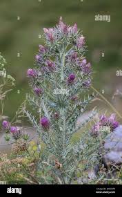 Image result for Ptilostemon afer