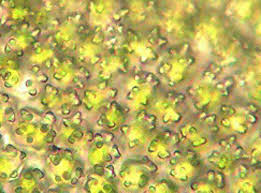 Attēlu rezultāti vaicājumam “Encalypta streptocarpa”