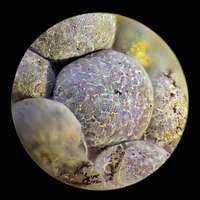 Attēlu rezultāti vaicājumam “Badhamia foliicola”