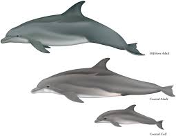 Image result for Tursiops truncatus