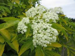 Attēlu rezultāti vaicājumam “Sambucus nigra flower”