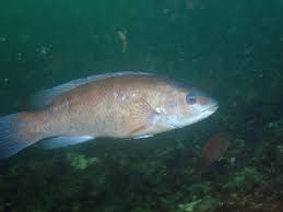 Image result for Tautogolabrus adspersus