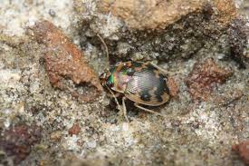 Attēlu rezultāti vaicājumam “Omophron limbatum”