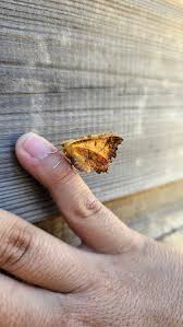 Attēlu rezultāti vaicājumam “Ennomos autumnaria male”