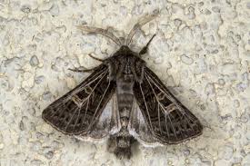 Attēlu rezultāti vaicājumam “Tholera decimalis”