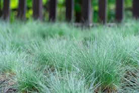 Attēlu rezultāti vaicājumam “Festuca pratensis”