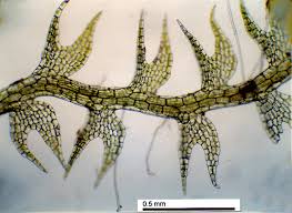 Attēlu rezultāti vaicājumam “Cephalozia bicuspidata”