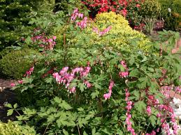 Image result for tränendes Herz