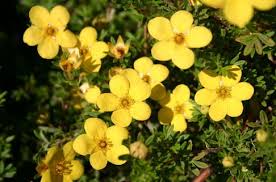 Image result for Rosengewächse