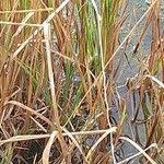 Attēlu rezultāti vaicājumam “Glyceria fluitans fruit”