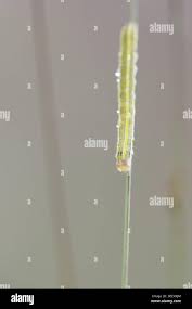 Attēlu rezultāti vaicājumam “Ceramica pisi”