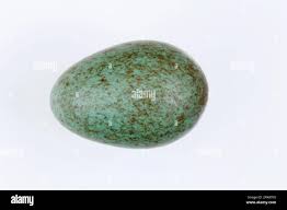 Attēlu rezultāti vaicājumam “Turdus merula eggs”