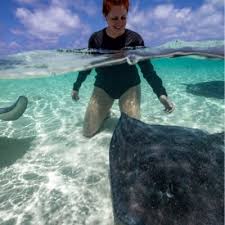 Image result for Mustelus asterias