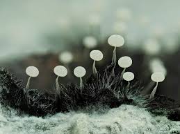 Attēlu rezultāti vaicājumam “Physarum album”