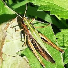 Attēlu rezultāti vaicājumam “Omocestus viridulus”