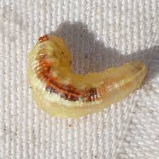 Attēlu rezultāti vaicājumam “Syrphus sp. larva”