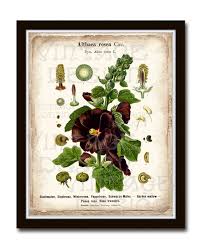 Image result for Alcea (althaea) rosea