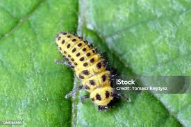 Attēlu rezultāti vaicājumam “Psyllobora vigintiduopunctata”