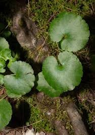 Attēlu rezultāti vaicājumam “Ranunculus elatior leaf”