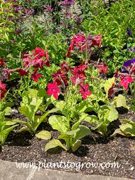 Image result for Nicotiana x sanderae `Perfume`F1