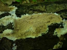 Attēlu rezultāti vaicājumam “Gloeoporus dichrous”