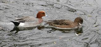 Attēlu rezultāti vaicājumam “Anas penelope”