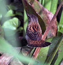 Image result for Locustella certhiola