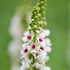 Attēlu rezultāti vaicājumam “Verbascum”