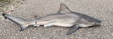 Image result for Carcharhinus leucas