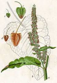 Attēlu rezultāti vaicājumam “Rumex aquaticus bud”