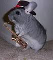 clever chinchilla with hat