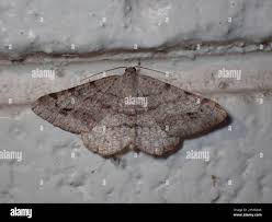 Attēlu rezultāti vaicājumam “Macaria signaria”