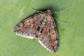 Attēlu rezultāti vaicājumam “Thera variata”