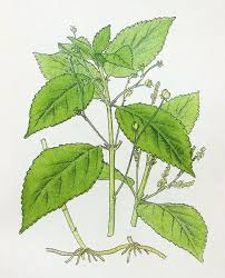 Attēlu rezultāti vaicājumam “Mercurialis perennis leaf”