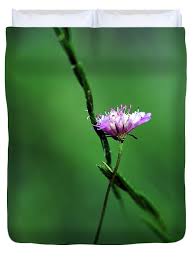 Image result for Knautia arvensis