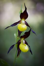 Attēlu rezultāti vaicājumam “Cypripedium calceolus”