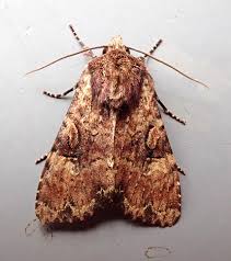 Attēlu rezultāti vaicājumam “Apamea epomidion”