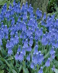 Attēlu rezultāti vaicājumam “Muscari botryoides”