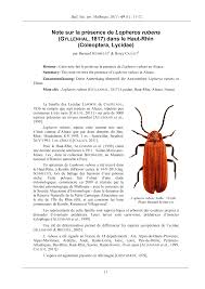 Attēlu rezultāti vaicājumam “Lopheros rubens”