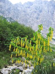 Attēlu rezultāti vaicājumam “Laburnum alpinum flower”
