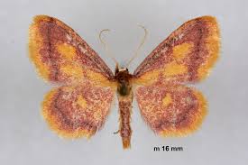 Attēlu rezultāti vaicājumam “Idaea muricata”