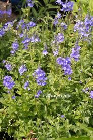 Image result for Veronica teucrium